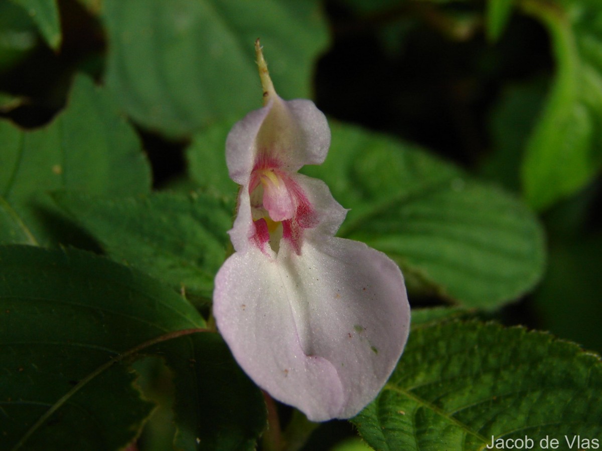 Impatiens truncata Thwaites